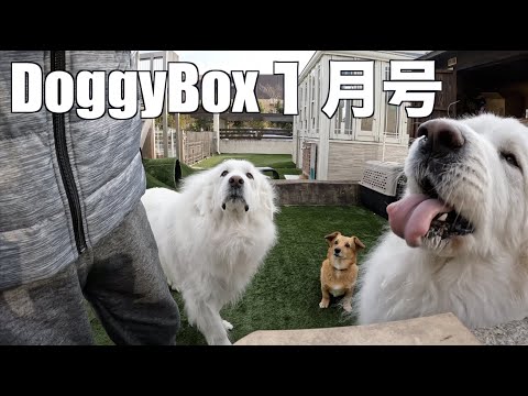 Doggy Box様より 1月号いただきました。