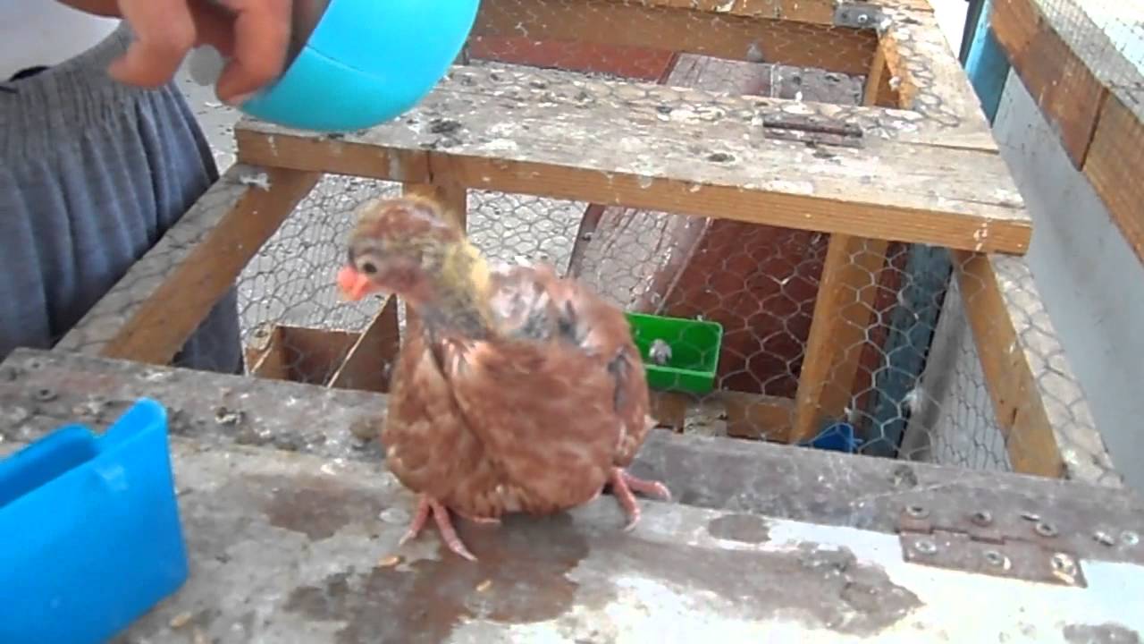 تزغيط الزغاليل