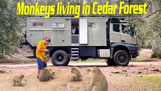 Moroccan Monkeys Travel Vlog ► | Ifrane National Park