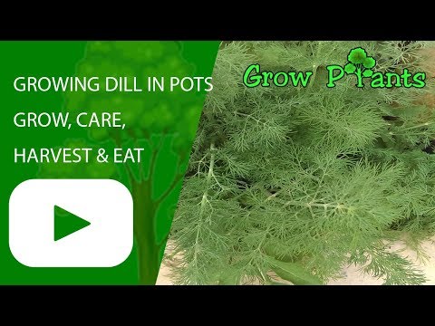 Growing Dill in pots - grow, care, harvest & eat