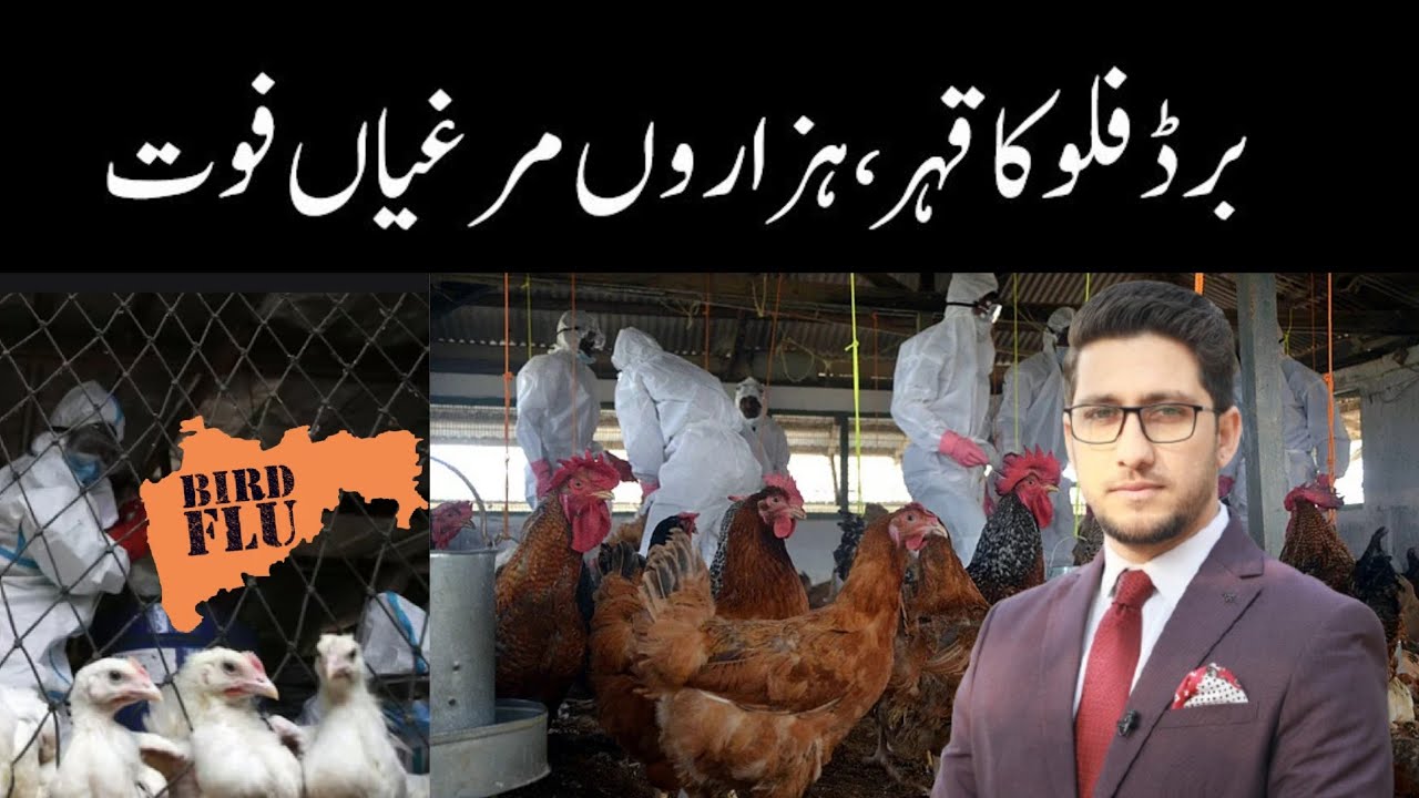 Bird Flu Outbreak In Village: Know The Truth - YouTube