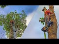 🌳വീടിനോട് ചേർന്നു നിന്ന ഐനി മുറിക്കുന്നത് കാണാം 🤩 | Kerala tree cutting skills | Village Woodpecker