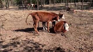Penny Update, Day 1 Draxxin Given To 3 Calves