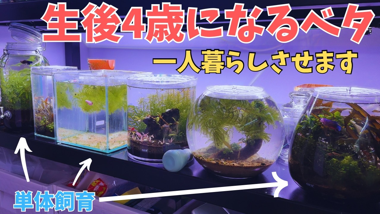 ベタ水槽　水槽ごと Moving a betta fish in a mixed tank that I've been raising and
