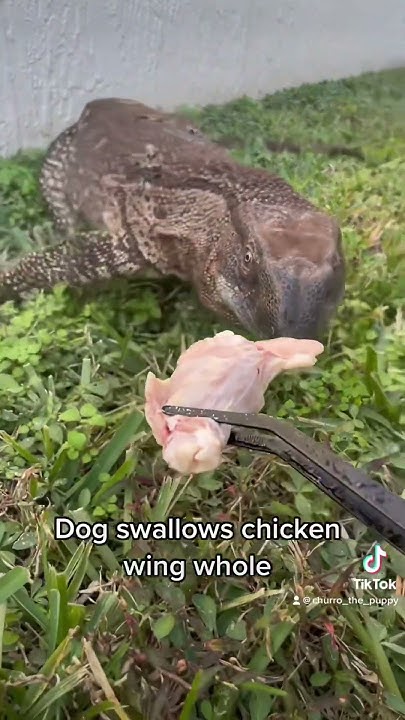 dog-swallows-chicken-wing-whole-youtube