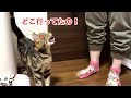 猫が大好きな妹とちょっと離れるだけでこうなりますｗ