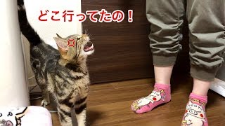 猫が大好きな妹とちょっと離れるだけでこうなります