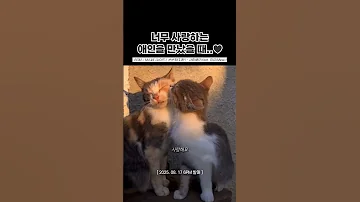 너무 사랑하는 애인을 만났을 때 MJ 써니사이드 순순희 지환 사랑해요 Feat 미유 Mew 써니사이드MJ 지환 순순희 사랑해요 나몰라패밀리 