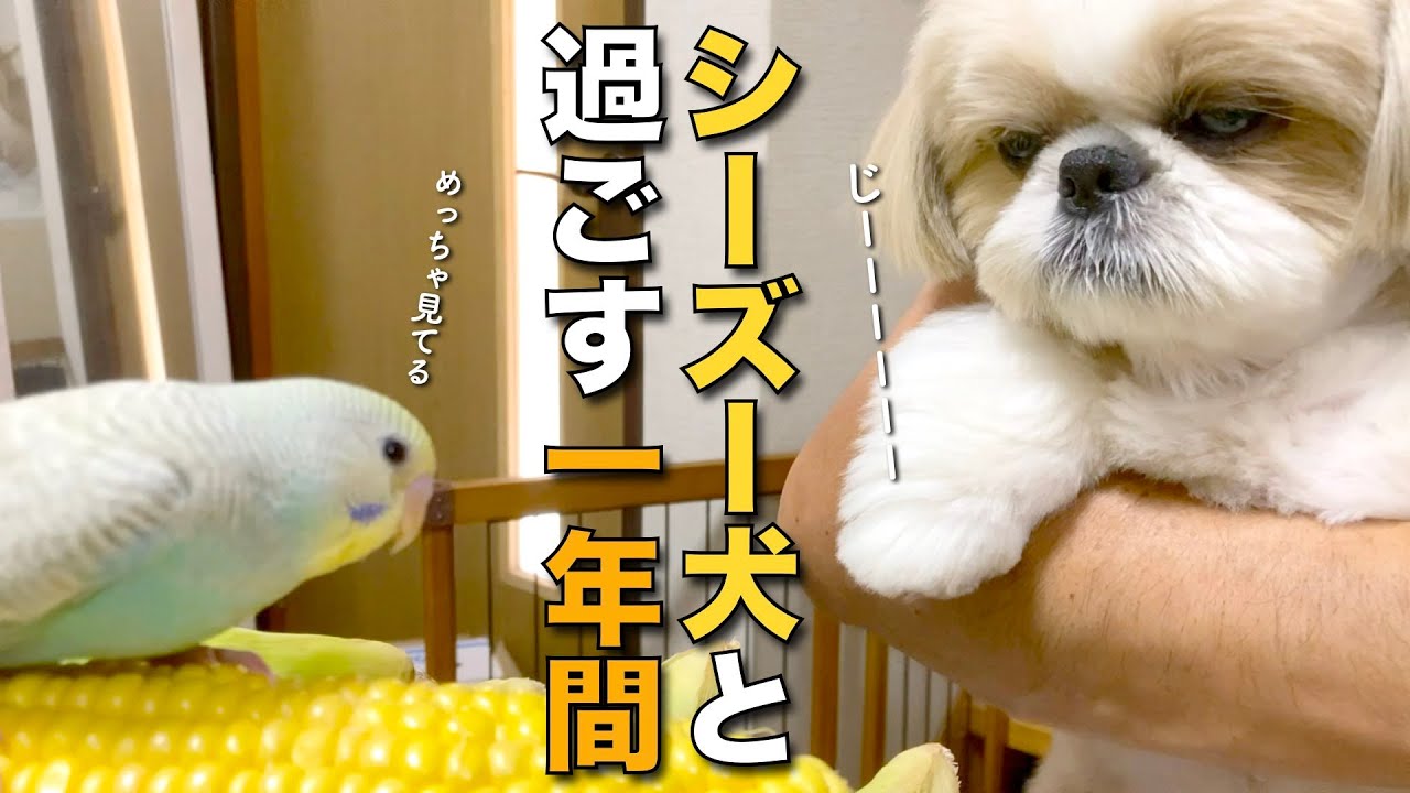 【シーズー】シーズー犬と過ごす一年間はこんなにも癒される！見守り隊のみなさん、ありがとうございました！〜2024年総集編〜【365】