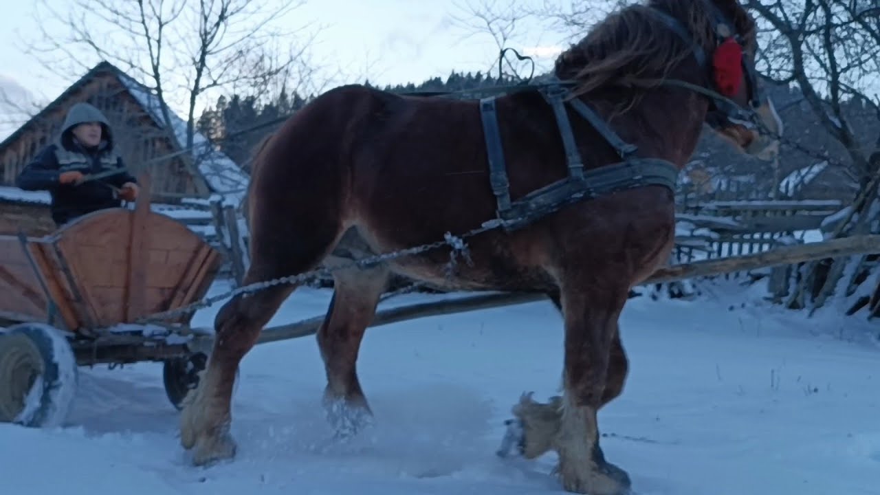 Жеребець ХАЙП🎄Довгоочікуване відео ХАЙП перший раз в роботі ⛓️на каналах🥶