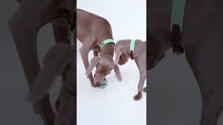 NOMAD TALES @zooplus | BLOOM Collection screenshot 4