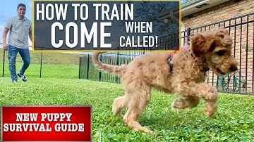 NEW PUPPY SURVIVAL GUIDE: Train Your Dog to “COME” No Matter What! (EP 5)
