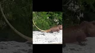 Oriental garden lizard doing pushups   ┌(◣﹏◢)┐