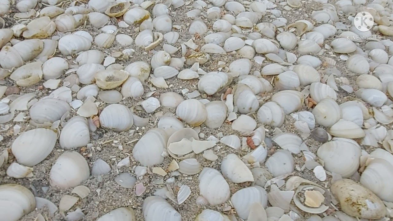 Beautiful view of the Oyster-rich Mannar Beach.
