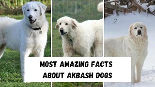 Amazing facts about Akbash Dogs #shorts