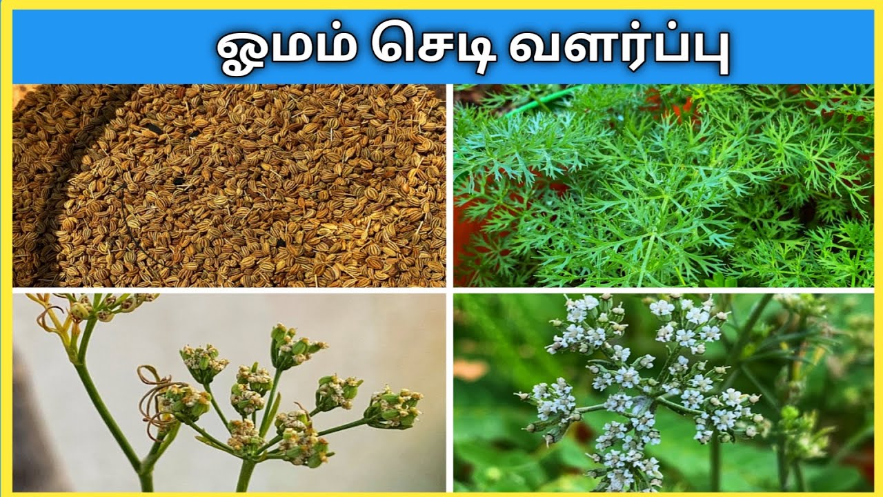 ஓமம் செடி வளர்ப்பது எப்படி? Omam Chedi Valarpathu Eppadi. How to Grow