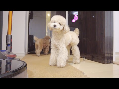 夜遅くに帰宅した大好きなパパを見て喜びが爆発する子犬が可愛いw【トイプードル】