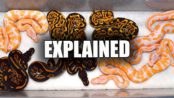 How to figure Ball Python combo odds... JKR ProTips