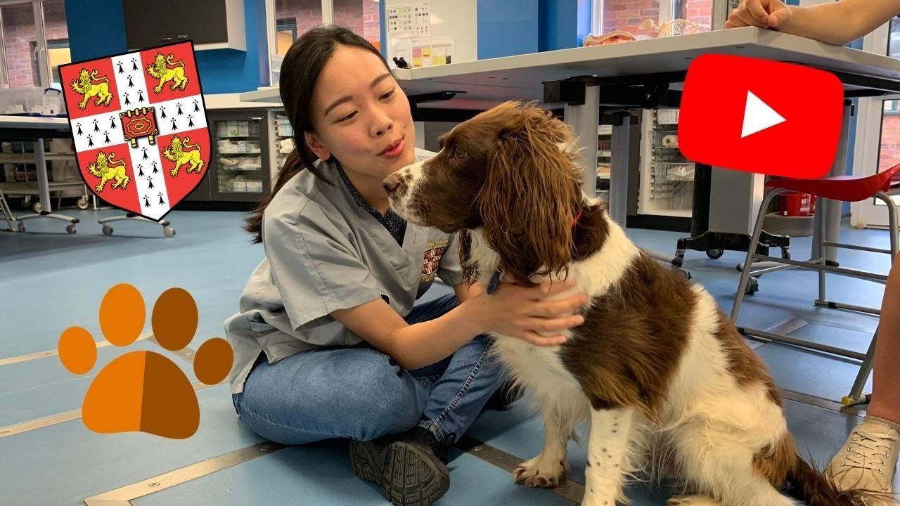Why I started YouTube as a Vet Student (Cambridge University) YouTube