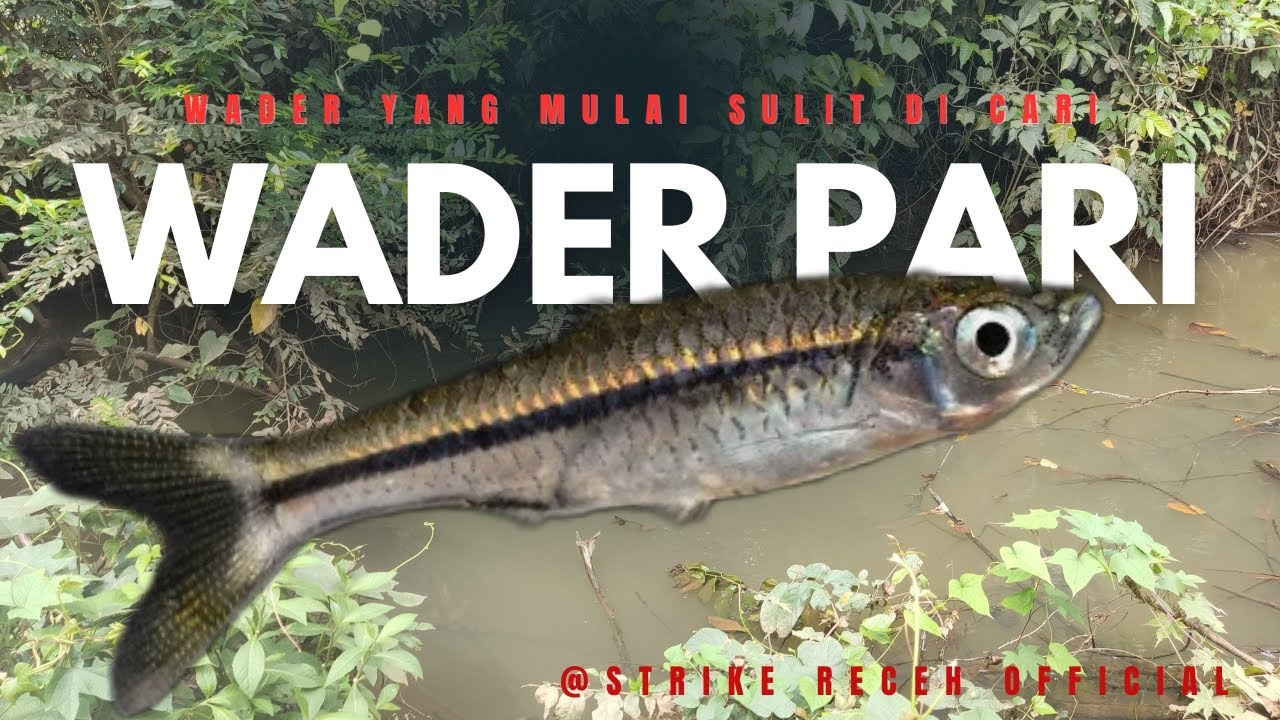 Spesial, strike wader pari / seluang #mancing 