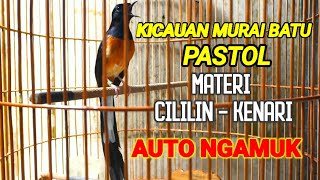 KICAUAN MURAI BATU PASTOL GACOR DOR MATERI CILILIN, KENARI AUTO NGAMUK