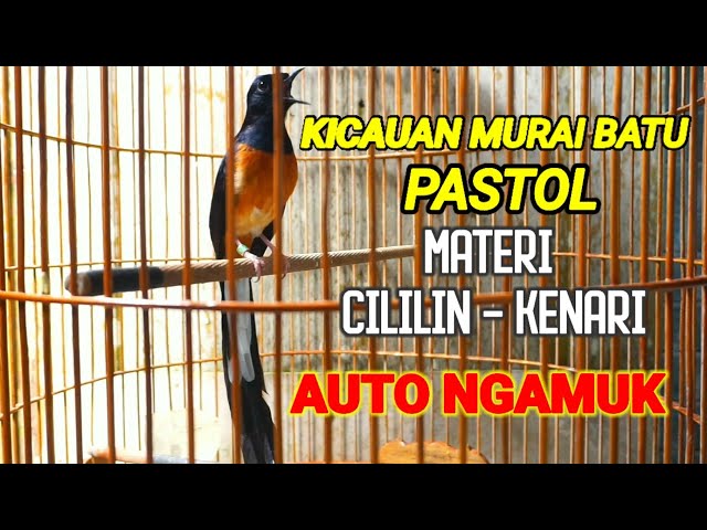 KICAUAN MURAI BATU PASTOL GACOR DOR MATERI CILILIN, KENARI AUTO NGAMUK class=