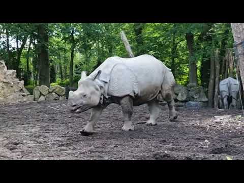 Indian rhinoceroses