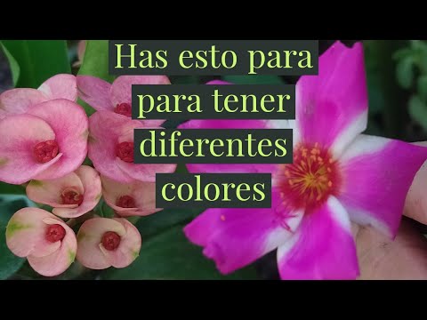 Video: Gaillardia (53 Fotos): Plantando Flores En Campo Abierto Y Cuidado, Gaillardia Es Hermosa Y Espinosa, Híbrida Y De Flores Grandes, Que Crece A Partir De Semillas