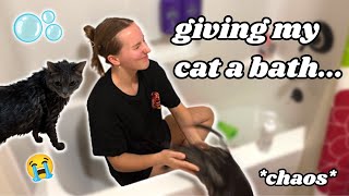 GIVING MY CAT A BATH FOR THE FIRST TIME *chaos*