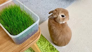 A Rabbit waiting for grass to grow | Fresh Timothy