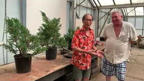 Styling a San Jose Juniper - Part 1