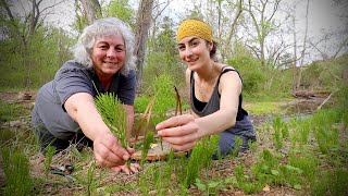 We were so EXCITED to find this Plant while Foraging!!