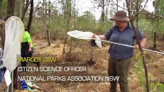Pollinator Survey in the Cumberland Plain Woodland