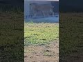 אריות שהוברחו לישראל בדרך לדרום אפריקה
