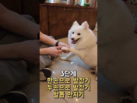 발톱깎기 싫어하는 반려견 교육방법 #shorts