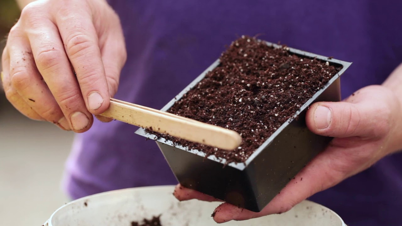 La culture des micro-pousses