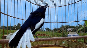 Choè than mồi hót réo giọng rừng kích bổi | Luyện chòe than hót lên lửa mỗi sáng | Chòe than