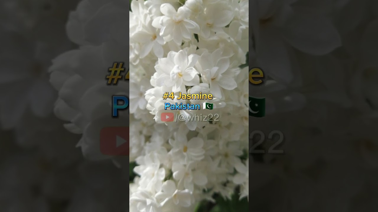 Top 5 National Flower Of Different Countries 2023 (part:1) || #flowers #rose