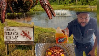 🔥 Crawfish Boil 2026 Memorial Day Louisiana Style Spicy Using Sunny D Orange Juice  Crawfish Boil Day 2026