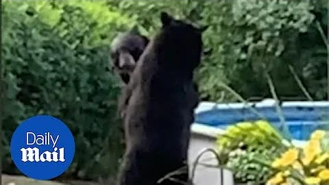 Two bears get into a brutal fight in the middle of New Jersey street