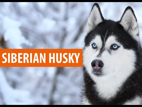 Видео: Баруун Сибирийн Husky-г хэрхэн яаж тэжээх вэ