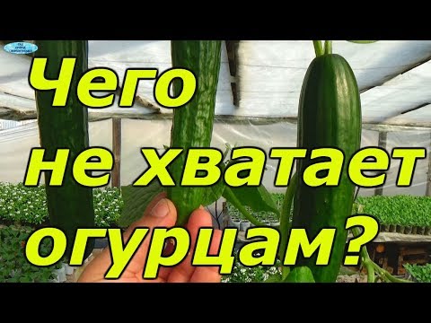 Кривые огурцы?  Причины и устранение.