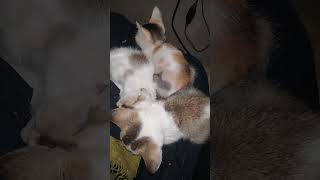 *Motherless Real Sibling Furry Kittens Sleeping Together* #kitten #kitty #cuteanimal #pet #catshorts