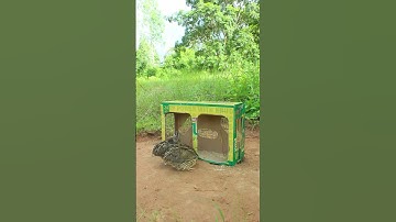 Simple and easy quail trap #shorts #create #traps