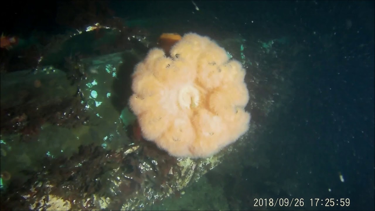 Yellow house night dive Sept 27, 2018 Hoodsport, Wa Scuba YouTube