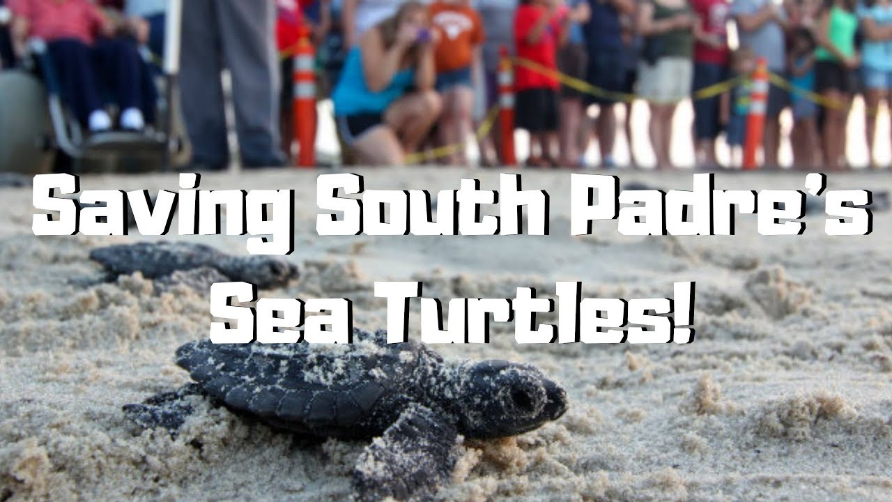 Saving South Padre's Sea Turtles! YouTube