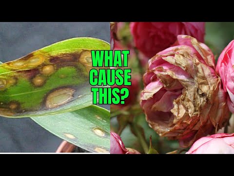 ቪዲዮ: Botrytis Blight On Plants - የቦትሪቲስ በሽታ እና ህክምና ምንድነው