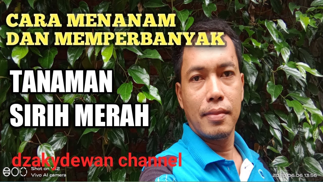 Cara menanam sirih merah dan cara memperbanyak sirih merah 