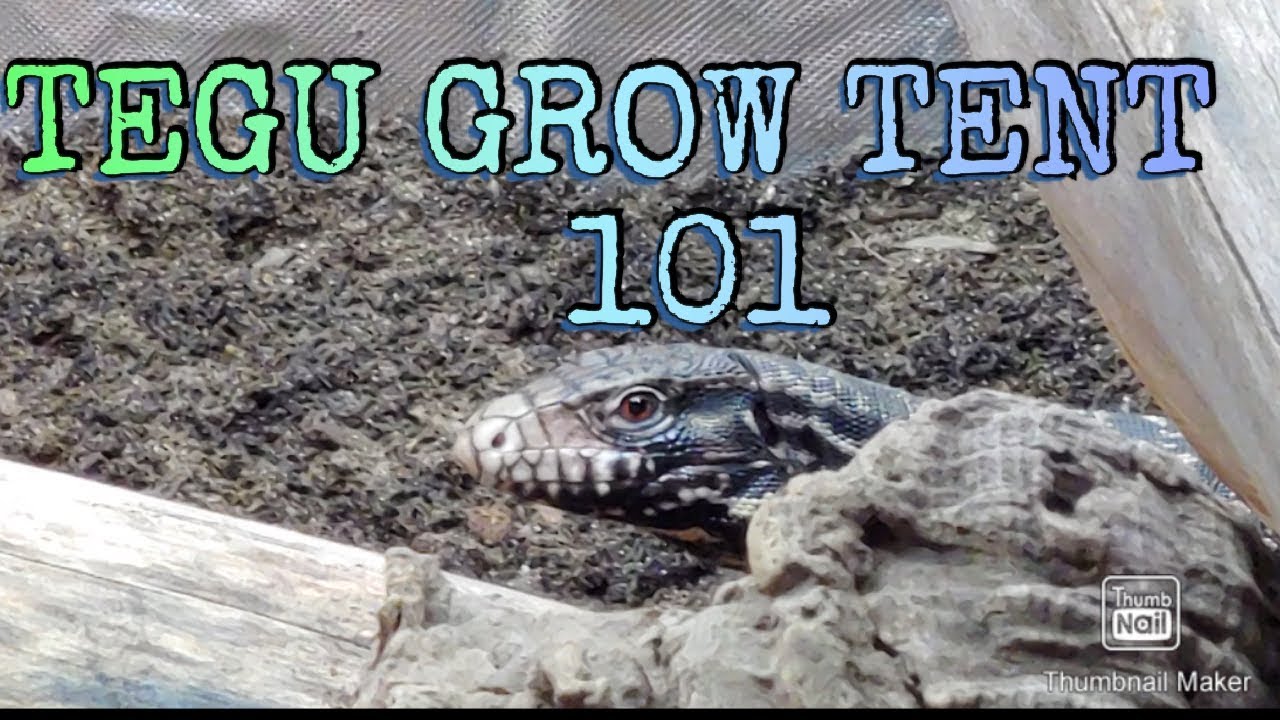 How To Set Up A Grow Tent For A Tegu / Step By Step YouTube