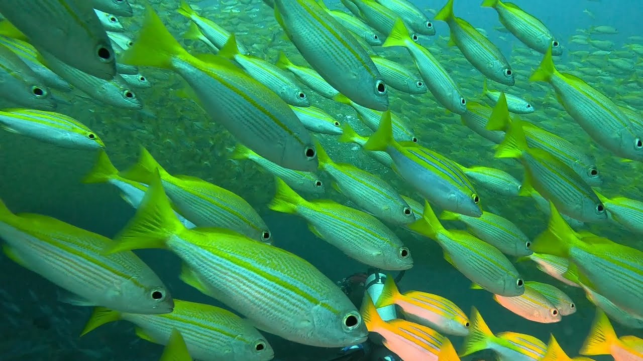 Diving in shark bank, Seychelles